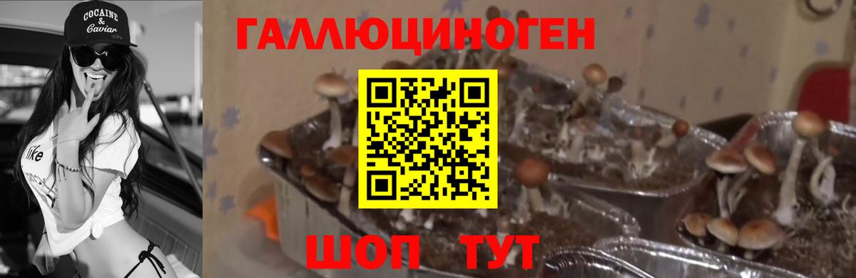 Галлюциногенные грибы Magic Shrooms  Псилоцибиновые грибы Psilocybe  Аксай  Вход с VPN 